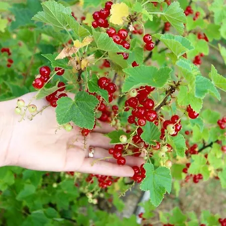 Konska Gorka Feriegård Rabka-Zdrój