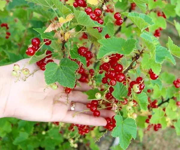 Konska Gorka Bauernhof Rabka-Zdrój